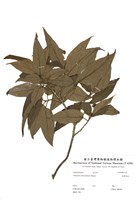 藏品(臺灣莢蒾)的圖片
